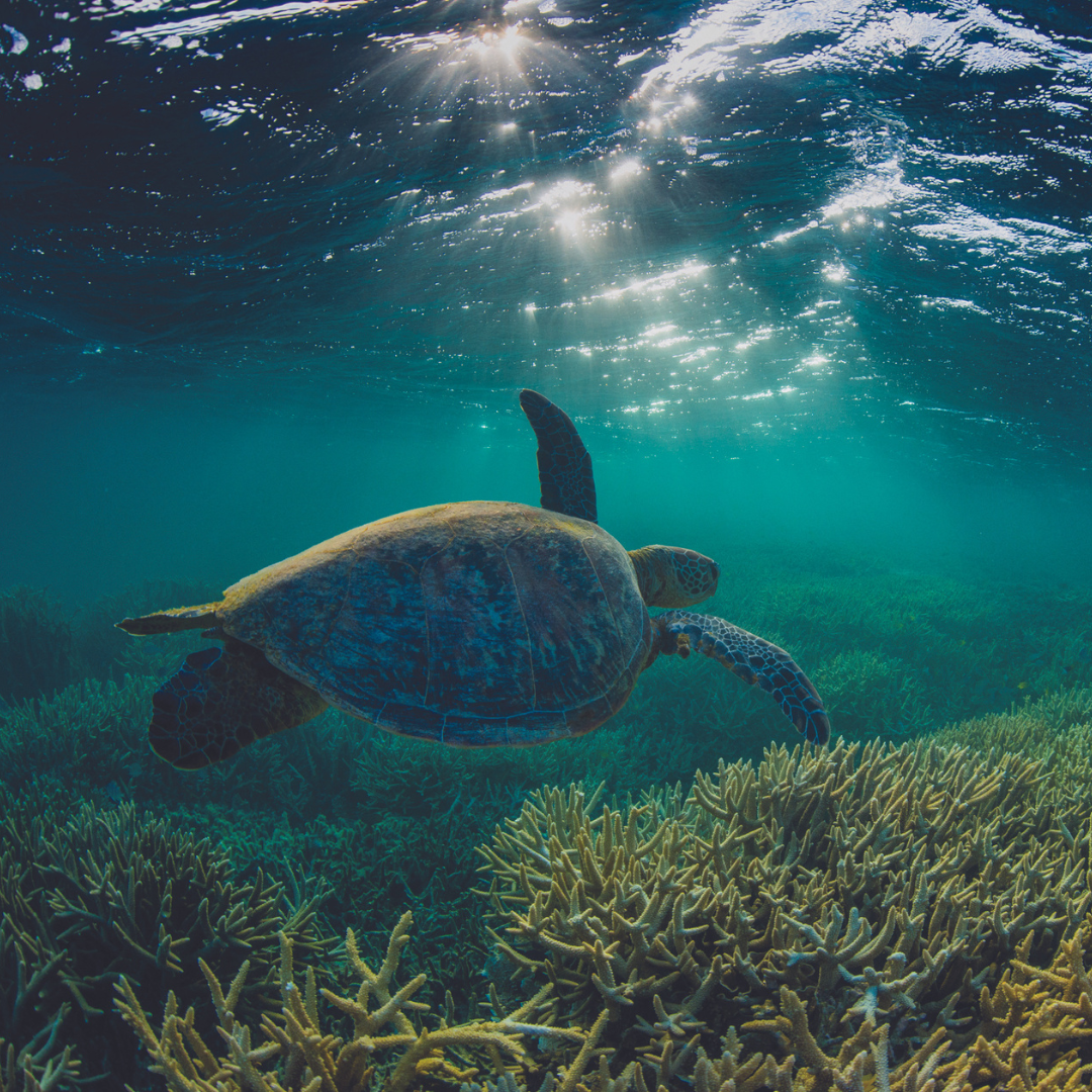 Five everyday actions you can take to help the Great Barrier Reef