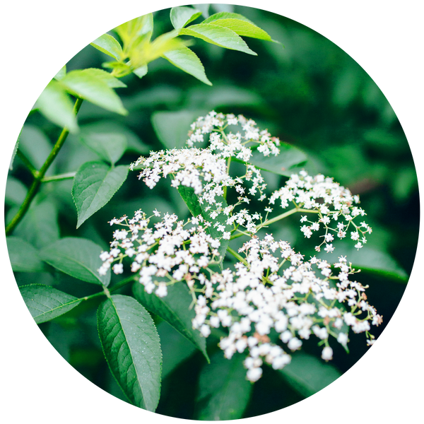 Elderflower