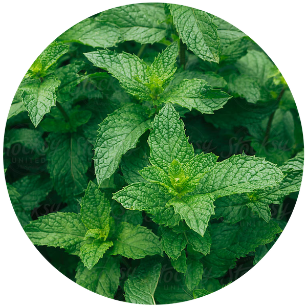 Mint