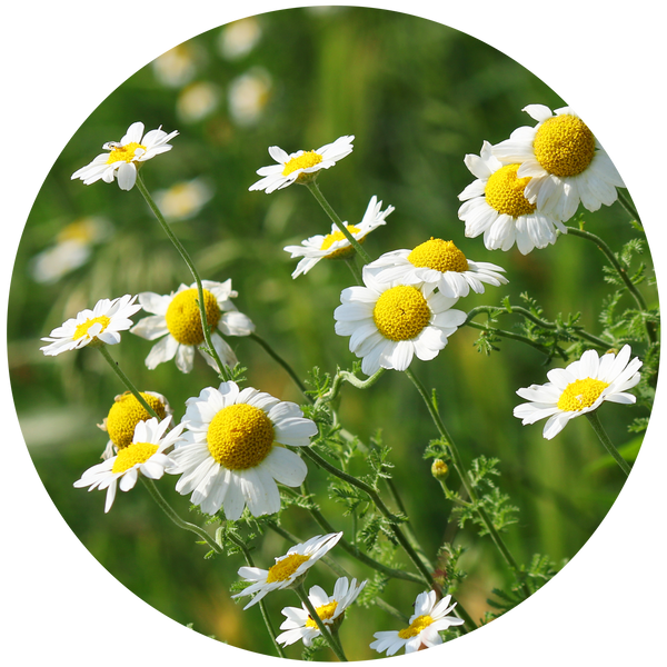 Chamomile
