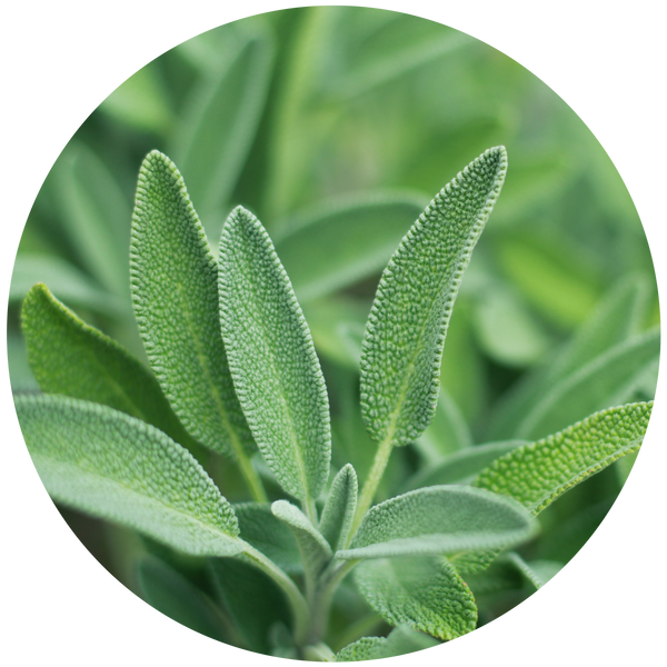 Sage