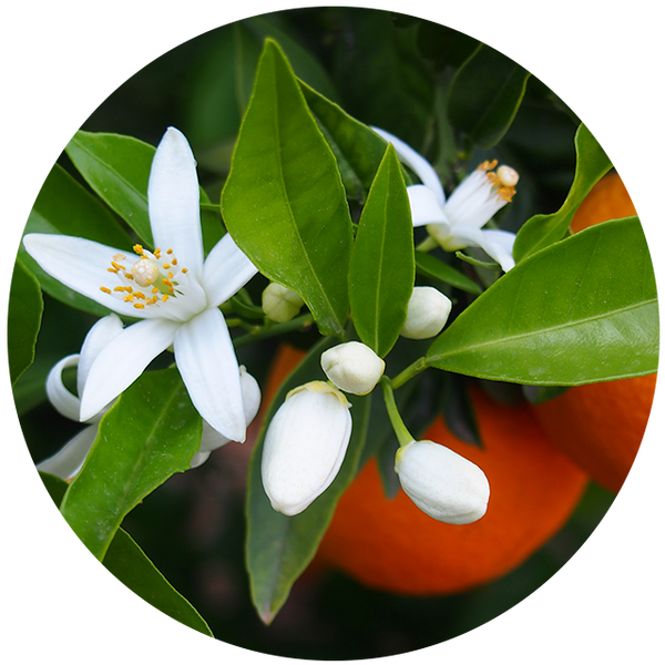 Citrus Blossom